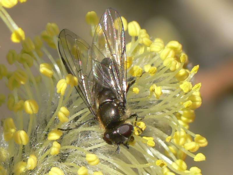 www.foto-upload.de/diptera/110323/Melangyna_sp_W1.jpg