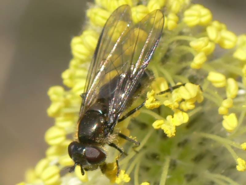 www.foto-upload.de/diptera/110323/Melangyna_sp_W3.jpg