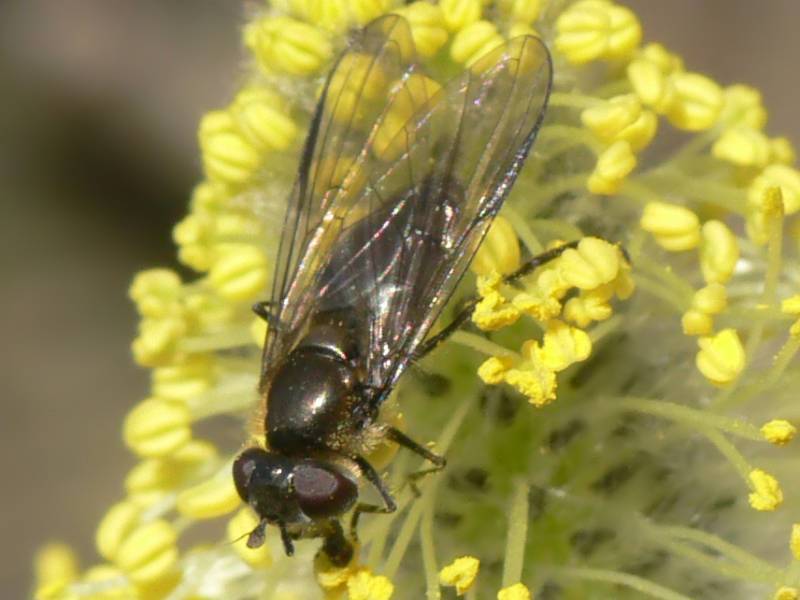 www.foto-upload.de/diptera/110323/Melangyna_sp_W4.jpg