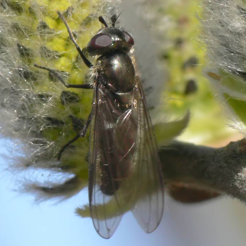 www.foto-upload.de/diptera/110323/Melangyna_sp_W6.jpg