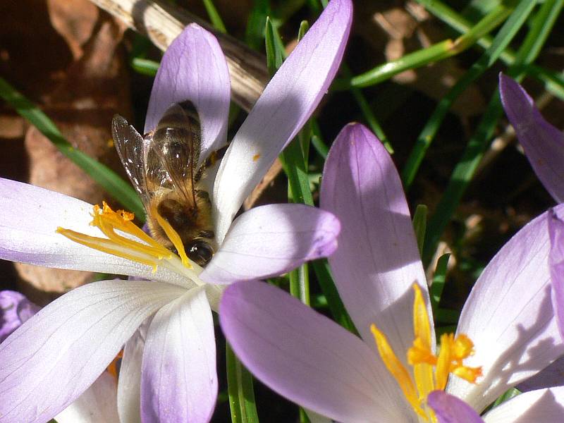 foto-upload.de/diptera/150308/Apis_mellifera.jpg