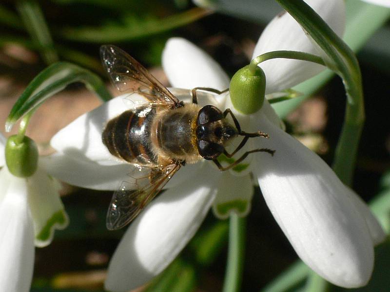 foto-upload.de/diptera/150308/Eristalis_tenax_W.jpg