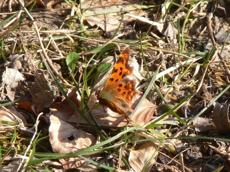 foto-upload.de/diptera/150308/Polygonia_c-album.jpg