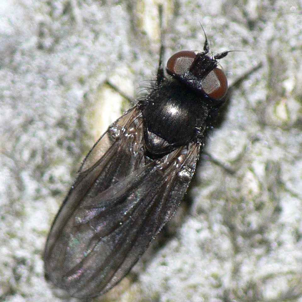 Diptera.info - Discussion Forum: Which Lonchaeidae?